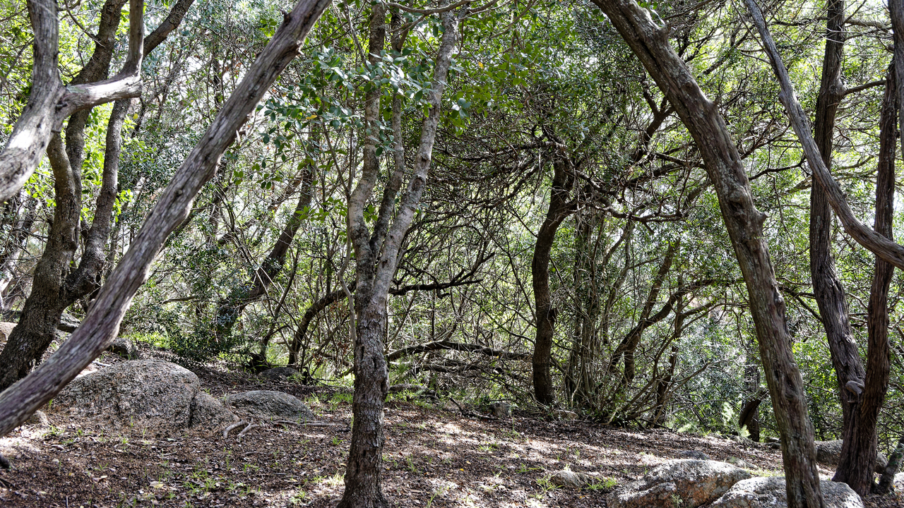 20230524 160558•Arzachena (Porto Cervo)•Sardinia•Italy
